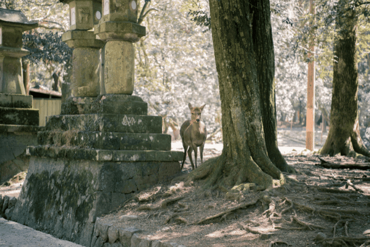 Parc de Nara, parmi les lieux à voir pour visiter Nara.