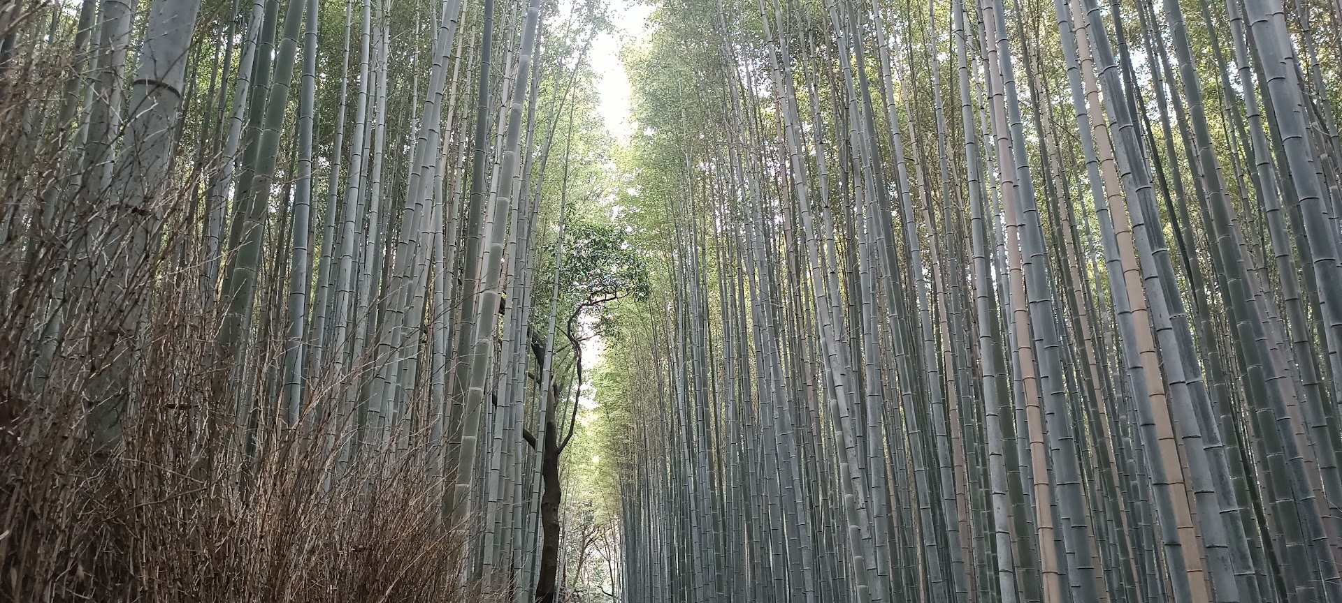 Visiter Arashiyama : tout ce qu’il faut voir, faire et savoir avant d’y aller