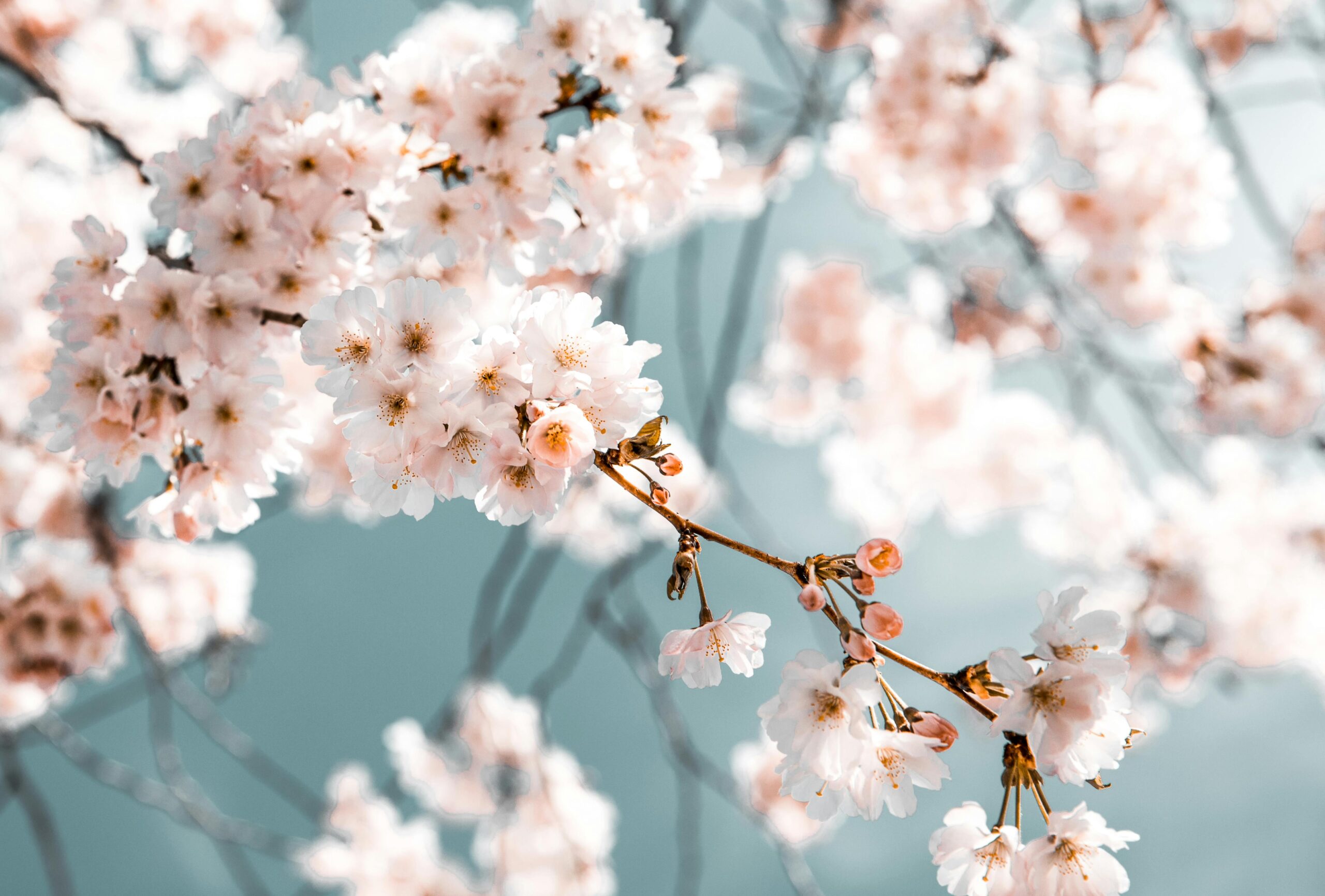 Quand partir au Japon ? Notre guide complet mois par mois