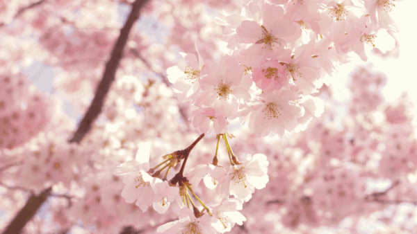 Où partir en avril : 15 destinations parfaites pour profiter du printemps