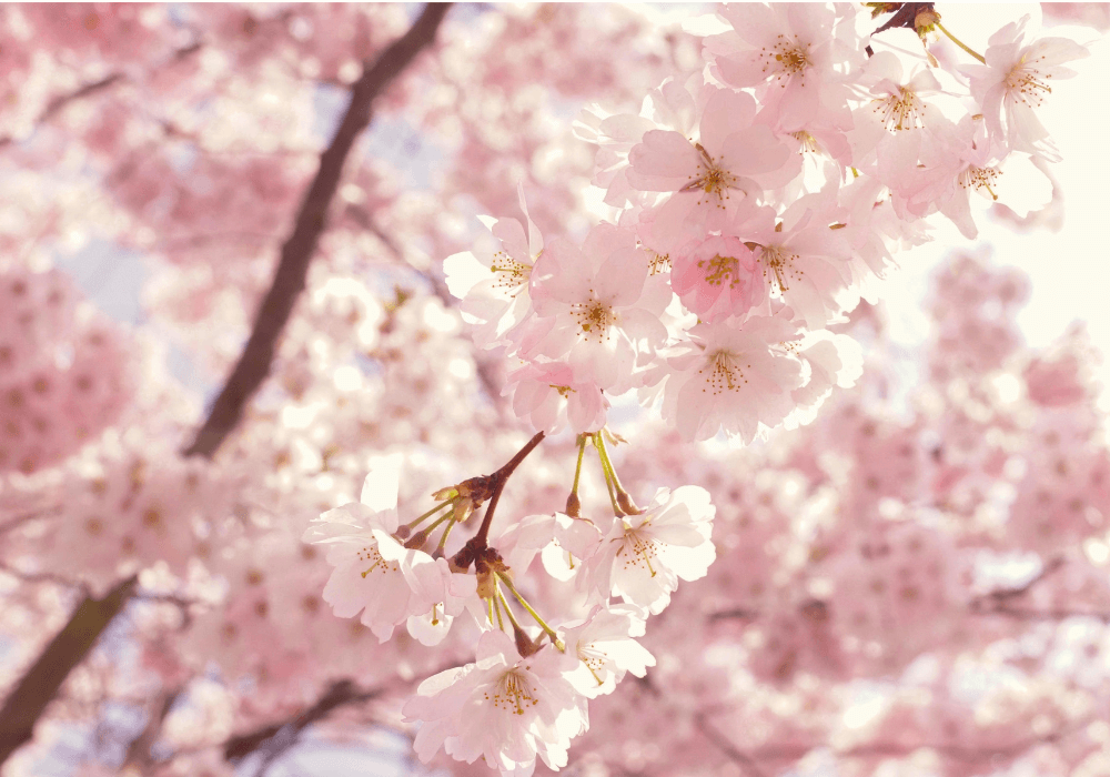 Où partir en avril : 15 destinations parfaites pour profiter du printemps