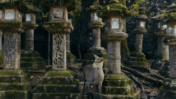 Visiter Nara : que voir dans l’ancienne capitale du Japon ?
