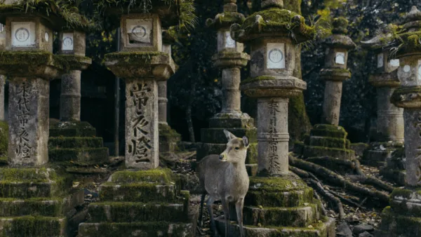Visiter Nara : que voir dans l’ancienne capitale du Japon ?