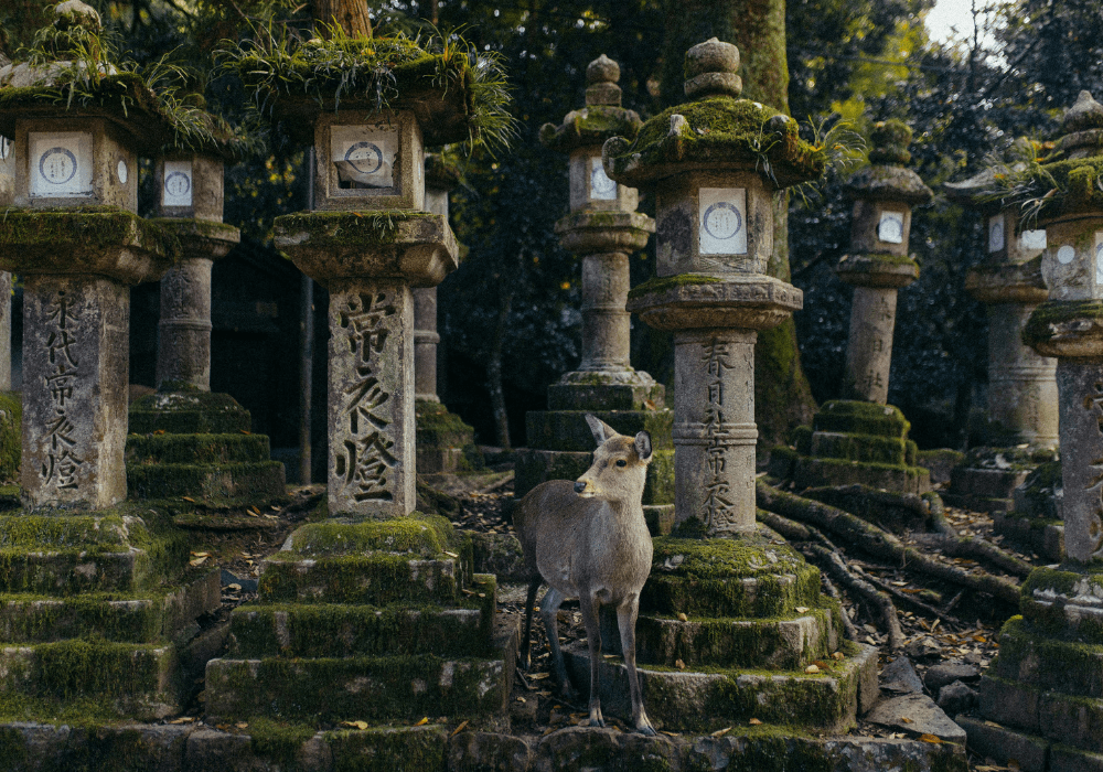 Visiter Nara : que voir dans l’ancienne capitale du Japon ?