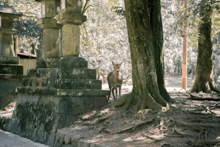 Parc de Nara, parmi les lieux à voir pour visiter Nara.