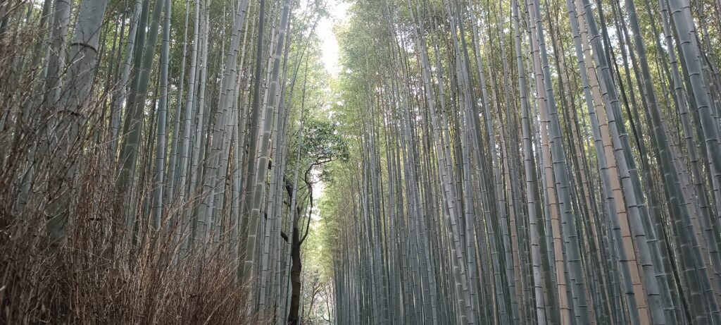 Forêt de bambous à Arashiyama, pour illustrer se déplacer à kyoto.