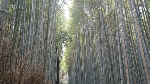 Visiter Arashiyama : tout ce qu&rsquo;il faut voir, faire et savoir avant d&rsquo;y aller