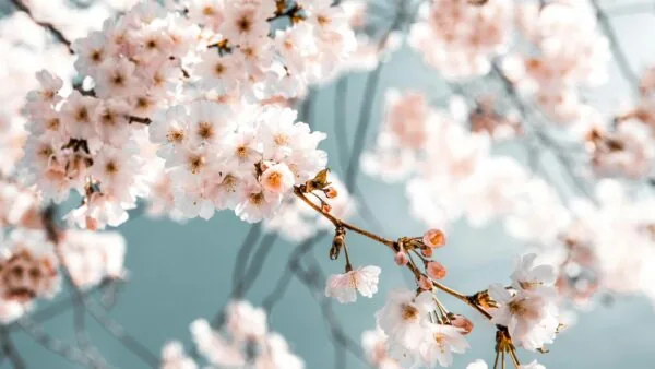 Quand partir au Japon ? Notre guide complet mois par mois