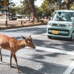 Conduire au Japon : location de voiture, règles et itinéraires