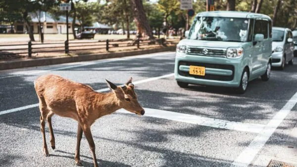 Conduire au Japon : location de voiture, règles et itinéraires