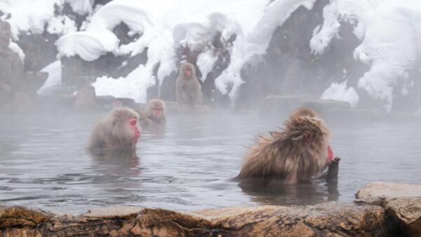 Onsen au Japon : notre guide complet pour les débutants