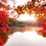 Japon en automne : koyo, destinations et nos conseils pratiques