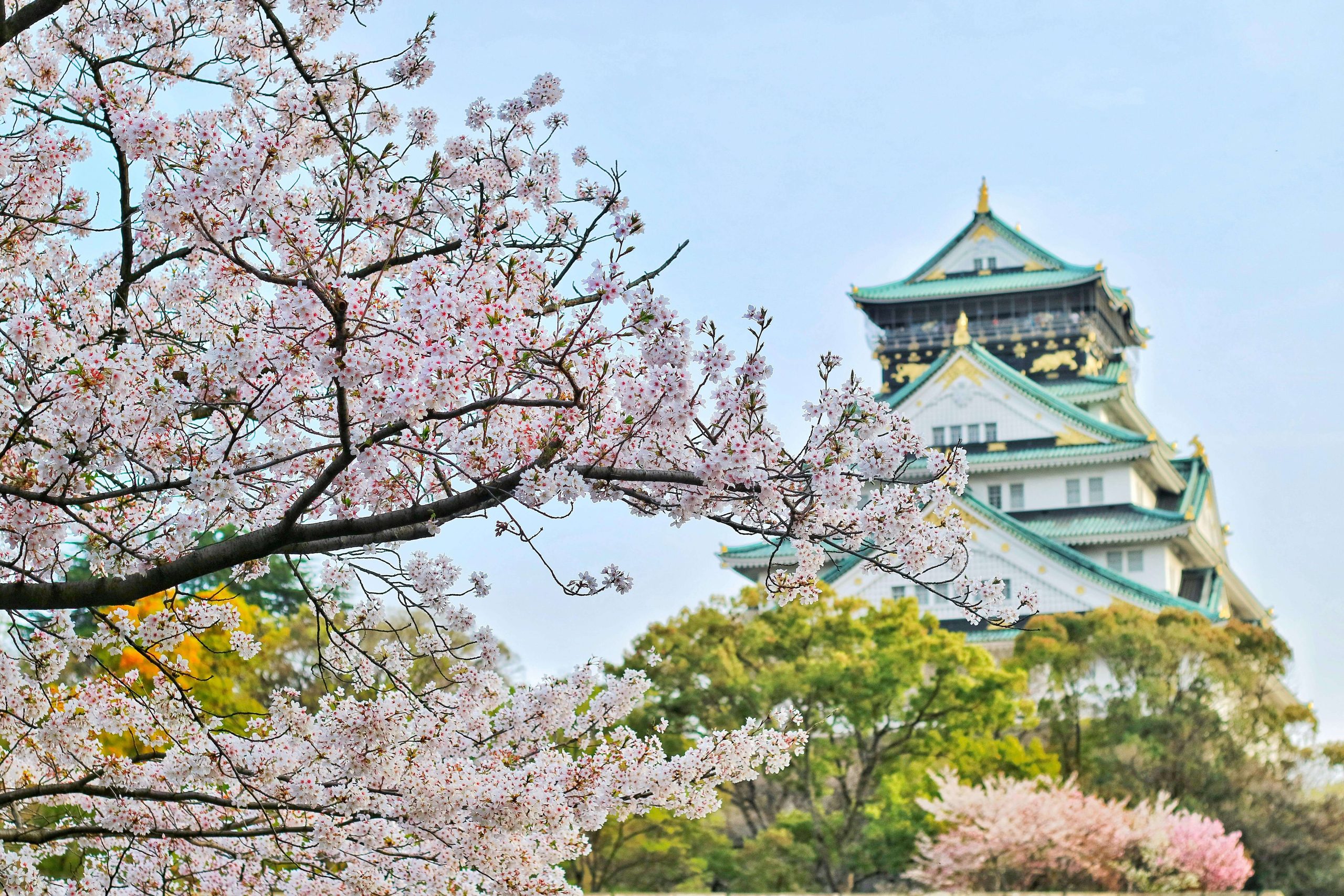 Hanami au Japon : Château d'Osaka. 
