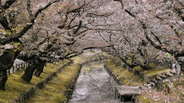 Japon