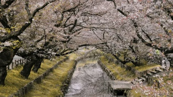 Hanami au Japon : tout savoir sur la floraison des cerisiers